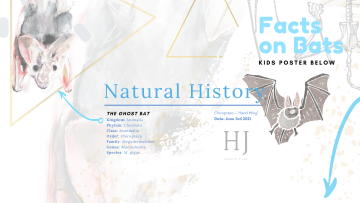 Bat-Banner-PNG-1.png
